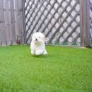 하얀강아지 이미지