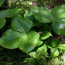 등대김밥 이미지