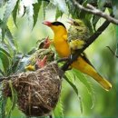 금일읍시장 | 四字成語 총정리 <ㄱ> 1144 금음체질~금작화채