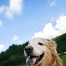 The 사랑할개(더사랑할개) | 대형견목욕 사랑할개 대형견출장목욕 프리미엄 비건스파 2인케어 후기 대형견미용까지 만족