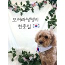 모여라댕댕이 이미지