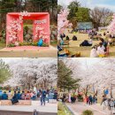 어쿠스틱 밴드(야간) | 강원도 벚꽃 명소 속초 영랑호 수윗길 벚꽃축제 자전거 코스