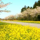 가시리마을 이미지