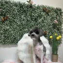 강아지미용실 이미지