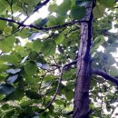 오리나무 이미지