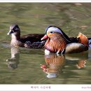 원앙