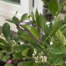 새로나화원 | [유주나무] 유주나무 키우기1