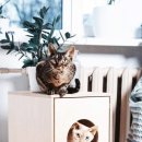 고양이집 이미지