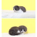 강남고양이분양 나비캣 이미지