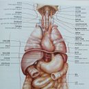 미주신경과 시신경의 구조와 기능 이미지