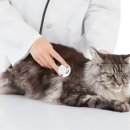 더원고양이동물병원 이미지