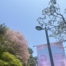 더봄호텔 | 🌸 워커힐 호텔 벚꽃 + 더뷔페 솔직 후기 | 봄나들이 추천 코스 🌸