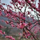 봄나드리투어 이미지