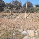 엄정면사무소 이미지