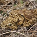 서울개공원 이미지