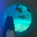 초양 | [사천] #사천 1박 2일 혼여행 #먹부림 여행 #사천바다케이블카 #사천아라미루 아쿠아리움