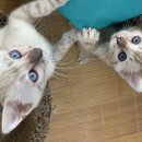 MJ캐터리 이미지