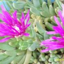 신복초등학교 이미지