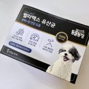 반려견 유산균 강아지 장 영양제 벨라맥스 후기