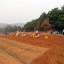 인삼농장 이미지