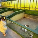 우리소 농장 | 41개월 아기랑 대관령 아기동물농장 방문 후기 (ft. 강릉 아기랑 가볼 만한 곳 )