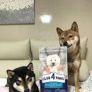 퍼피클럽 | 강아지 저알러지사료 클럽4포우즈 스몰브리드 양고기&amp;라이스 후기