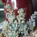 블루빈스 이미지