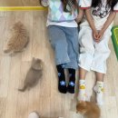 (유)큐리더 | [전주 실내 데이트코스] 대형 전주 고양이카페 아이캣유 내돈내산 찐단골 후기