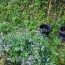 강천산 나비잠 이미지