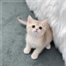 버디독 고양이분양 강아지분양 안심분양센터 인천점 이미지