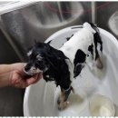 키티앤퍼피 이미지