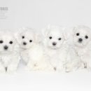 딸기네샵 이미지