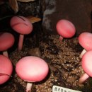 삼박골농장 이미지