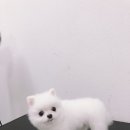 초원애견샵 이미지