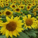 선플라워 이미지