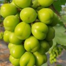 해찬농장 이미지