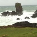 여행하는 나무 이미지