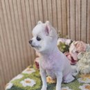 빠몽(PAWMONG) 이미지