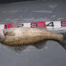 국제유선(해피호) 이미지