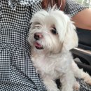 몽쁘띠끄 네이버블로그