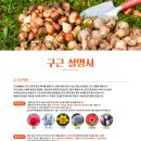 알이조아 이미지