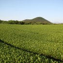 금오름 가는 길 이미지