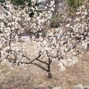 주식회사 거봄건설 | 김해 매화 명소 건설공고, 2026년 매화 개화 상황 2월 21일