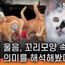 <b>고양이</b>의 마음, 그 수천가지 의미 -마지막-
