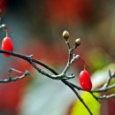 노랑고개 이미지