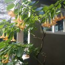 꽃송이가 이미지