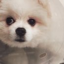 다니엘동물병원 이미지