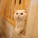 테이블에이 이미지