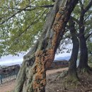 노적산 | 남한산