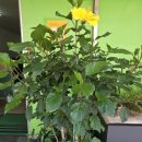 무궁화비료 이미지